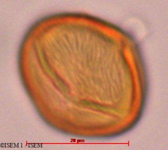 ISEM 1/Tapirira_obtusa_29318/Tapirira_obtusa_29318_0001(copy)_thumb.jpg